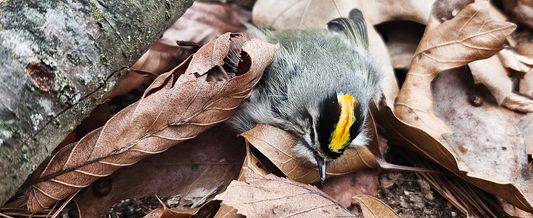 Forced Flight ~ Learning to Fly