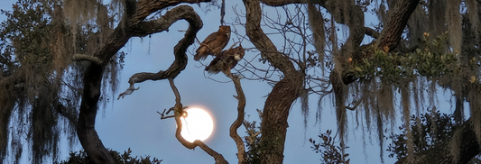 The Gift of Contrast | Honoring the Seasons of Our Lives and Who We Are Becoming